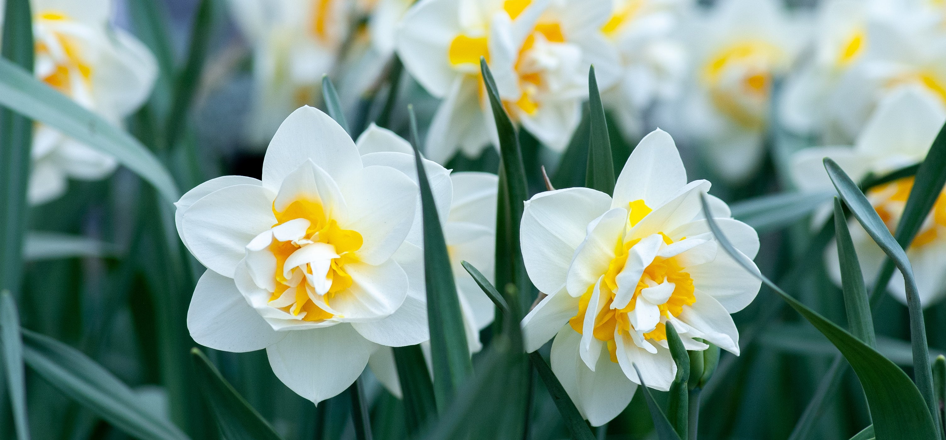 Spring Calu Spring
