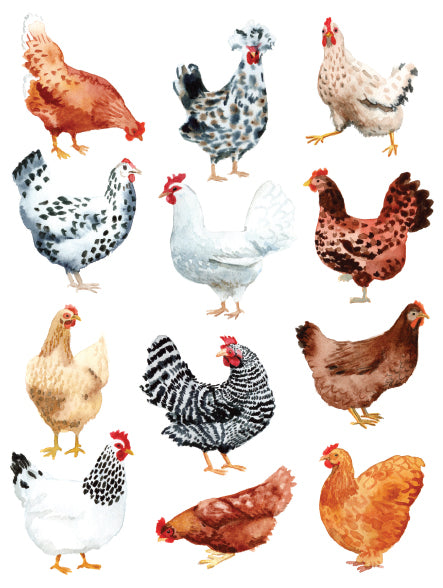 Chicken Notecards (Coming Soon)