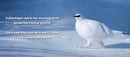 Animal Adventures: Day in the Snow - Coming Soon