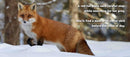 Animal Adventures: Day in the Snow - Coming Soon