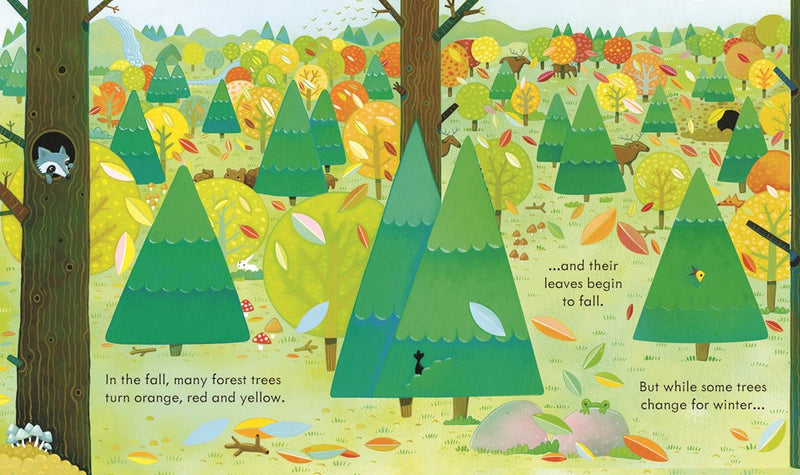 Peek Inside the Forest (coming soon)