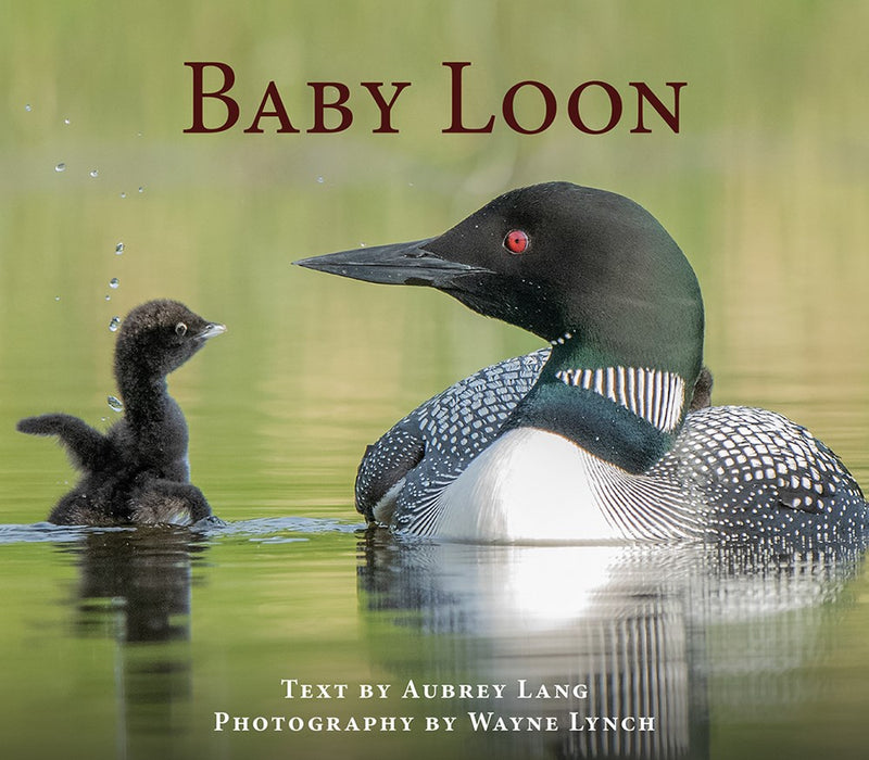 Baby Loon (paperback)