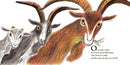 Three Billy Goats Gruff (board book)